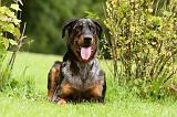 BEAUCERON 791